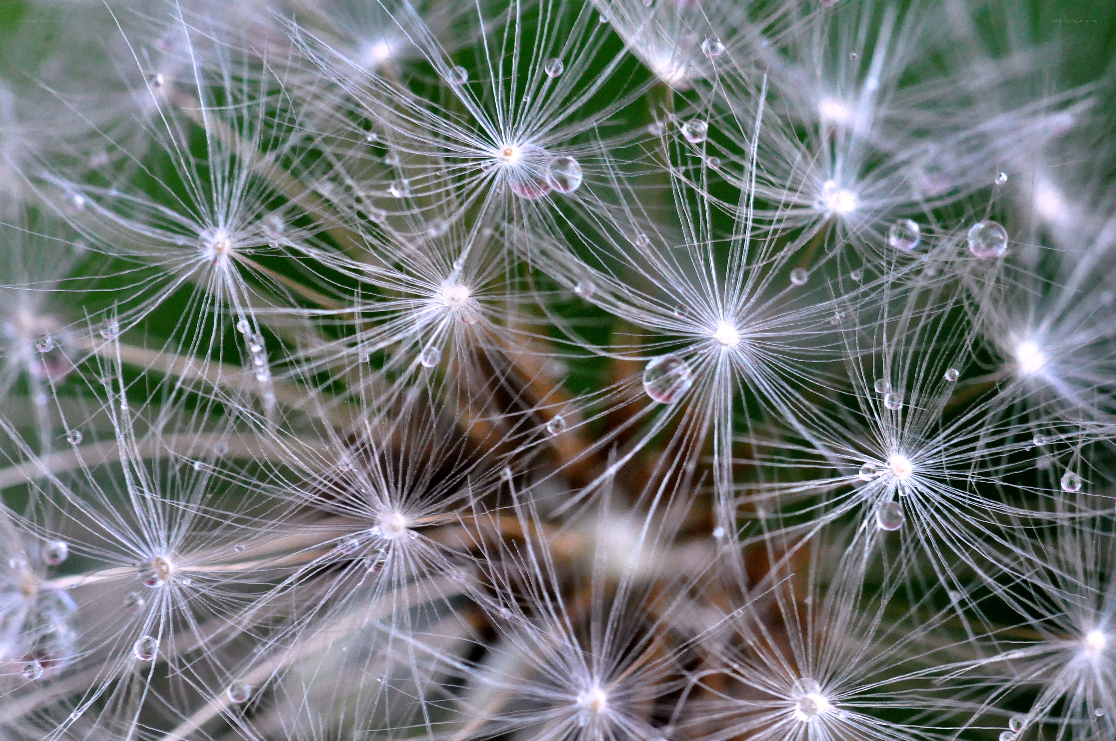 Dandelion seeds with dew drops