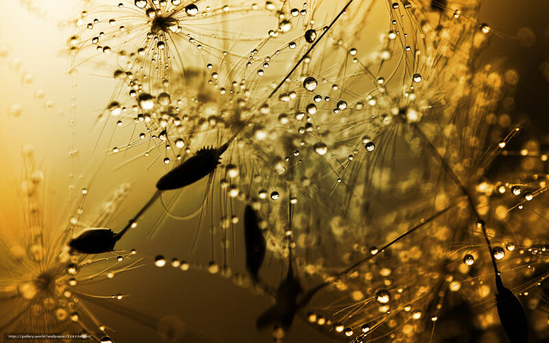 Dandelion seeds with dew drops