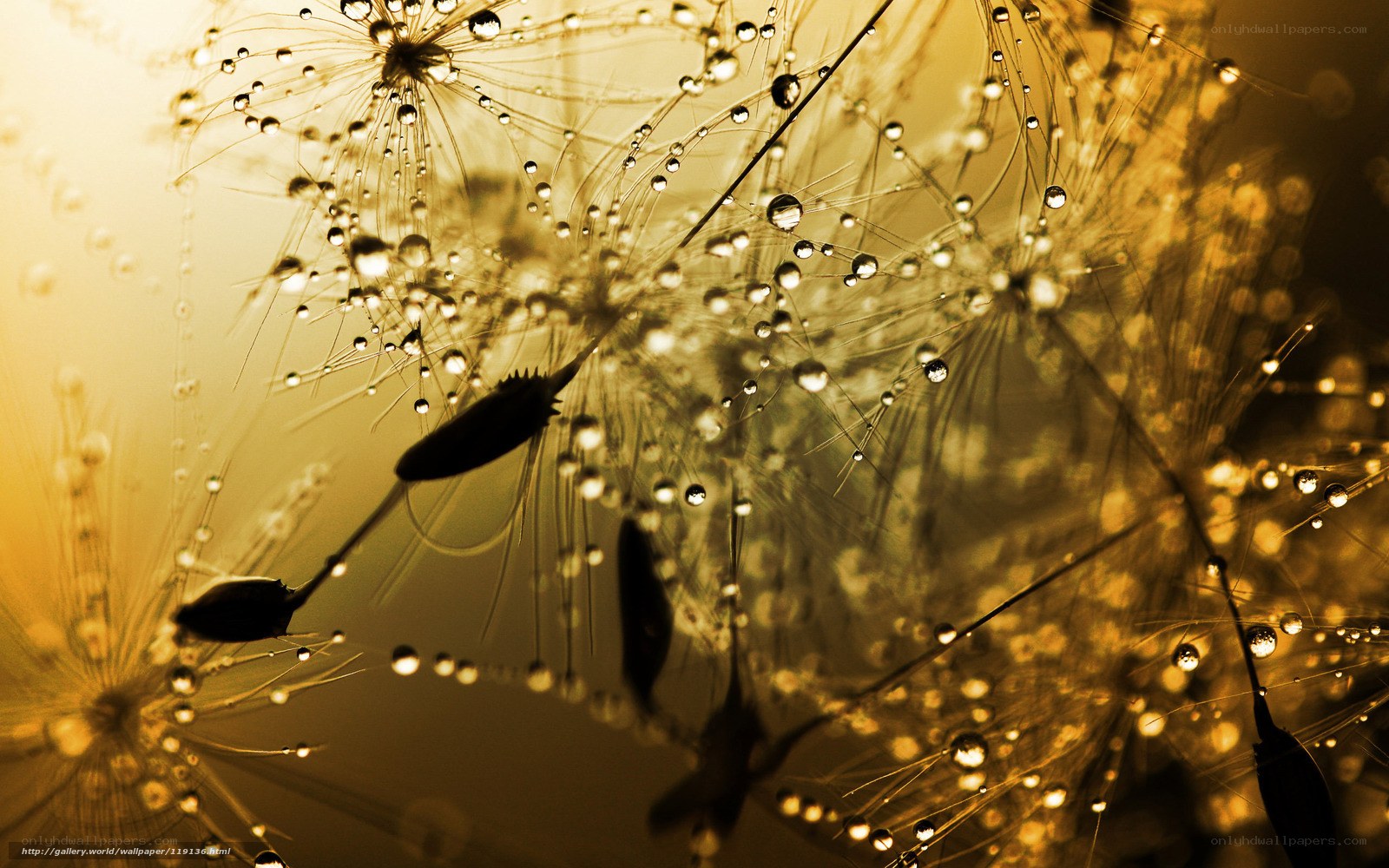 Dandelion seeds with dew drops