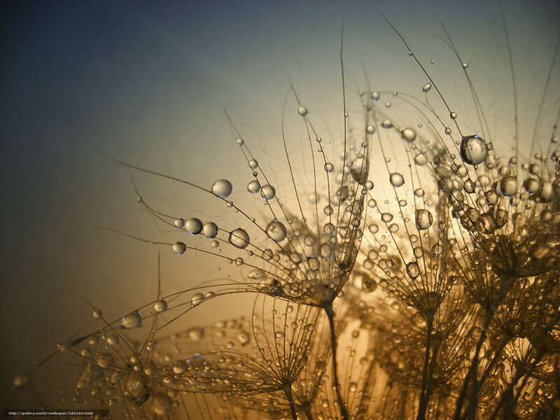Dandelion Seeds with Dew — Gold, Serene, Sunset