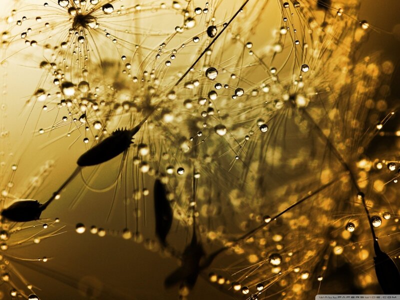 Dandelion Seeds with Dew — Gold, Serene