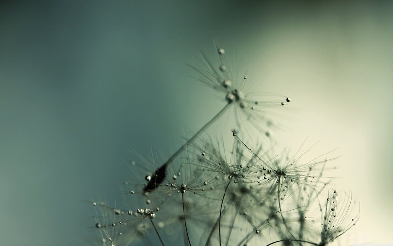 Dandelion Seeds with Dew — Green, Serene, Morning, Photograph, Dew Drops, Seed Heads, Stem