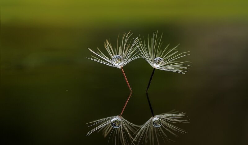 Dandelion Seeds with Dew — Green, Serene, Morning, Photograph, Dewdrop