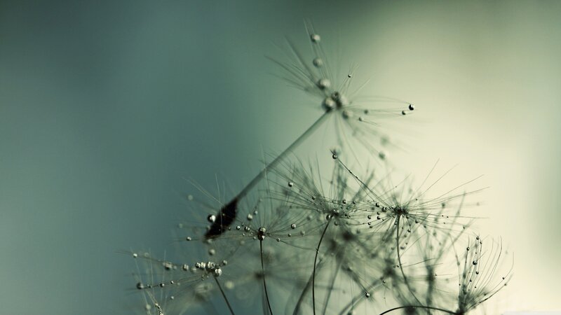 Dandelion Seeds with Dew — Green, Serene, Morning