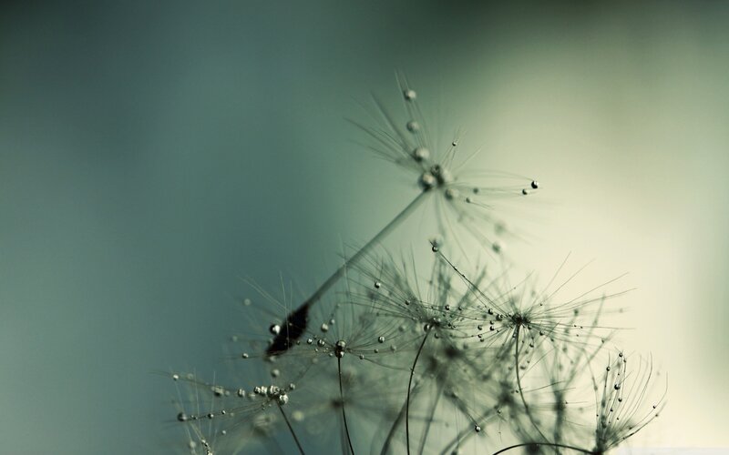 Dandelion Seeds with Dew — Green, Serene
