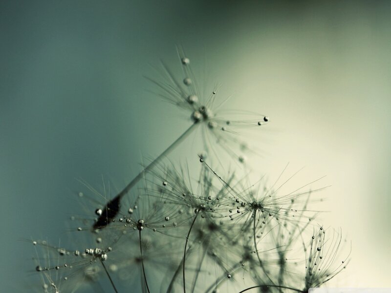 Dandelion Seeds with Dew — Green
