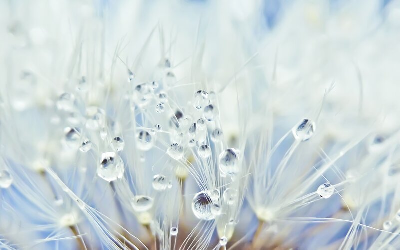 Dandelion Seeds with Dew — Morning