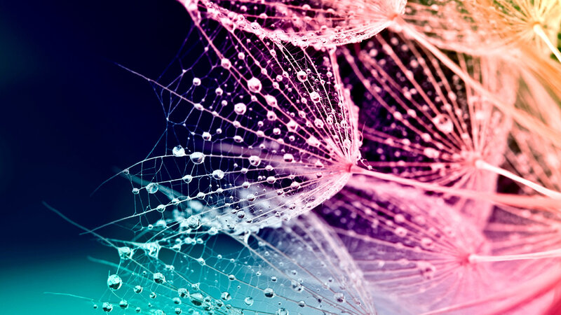 Dandelion Seeds with Dew — Pink, Dreamy