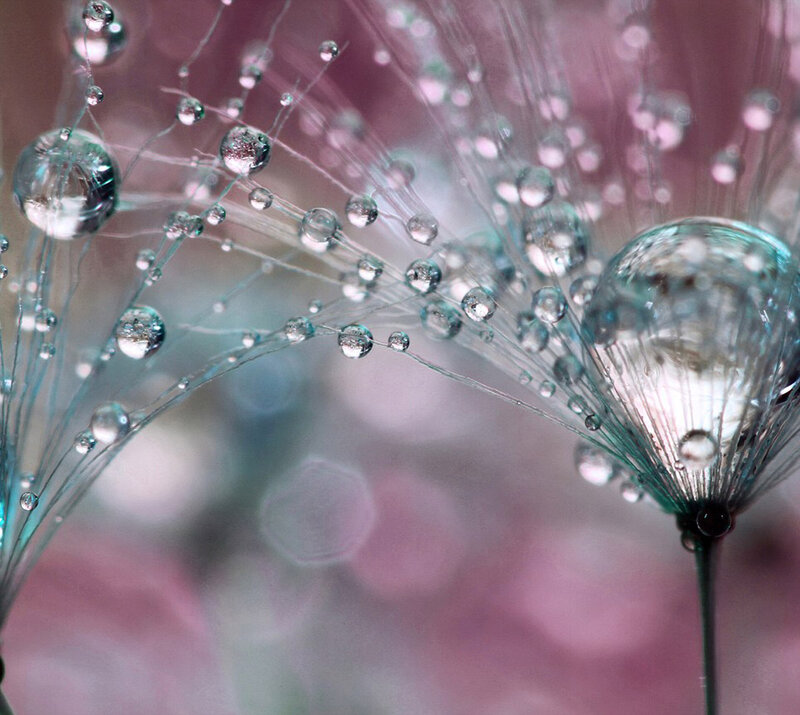 Dandelion Seeds with Dew — Pink, Serene