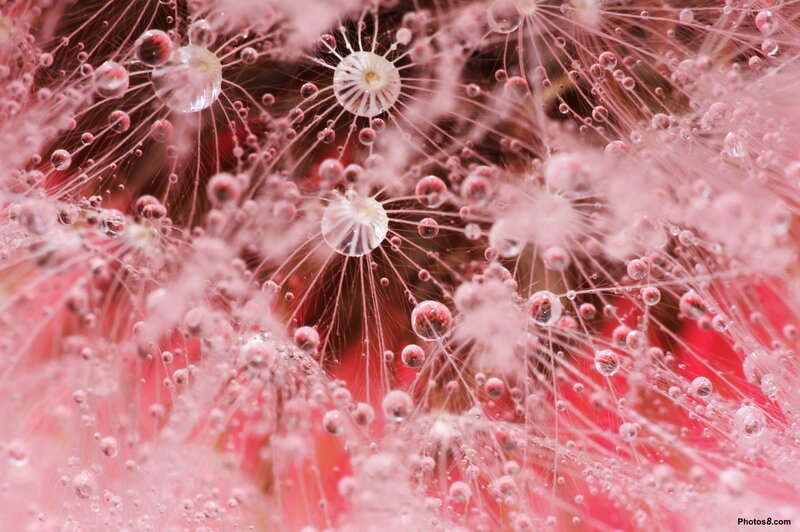Dandelion Seeds with Dew — Pink