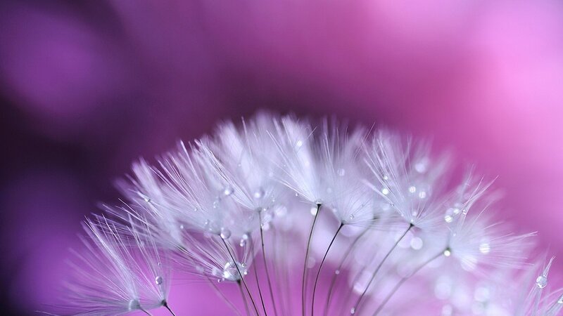 Dandelion Seeds with Dew — Purple, Serene, Photograph