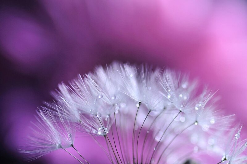 Dandelion Seeds with Dew — Purple, Serene