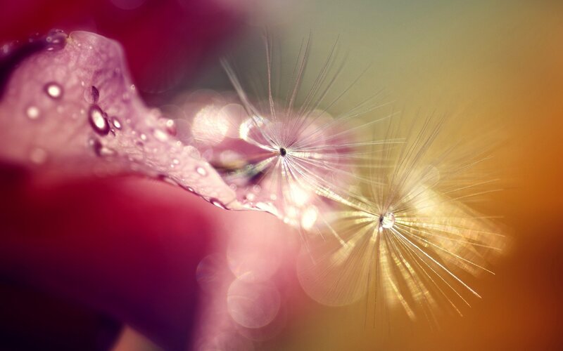 Dandelion Seeds with Dew — Purple