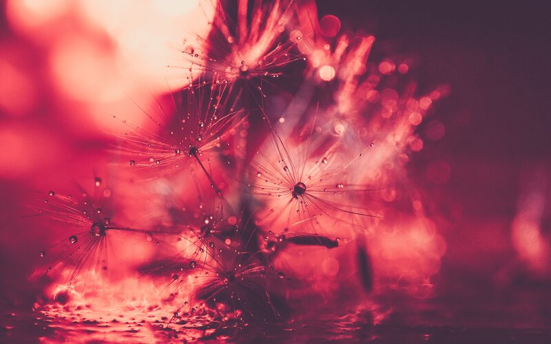 Dandelion Seeds with Dew — Red