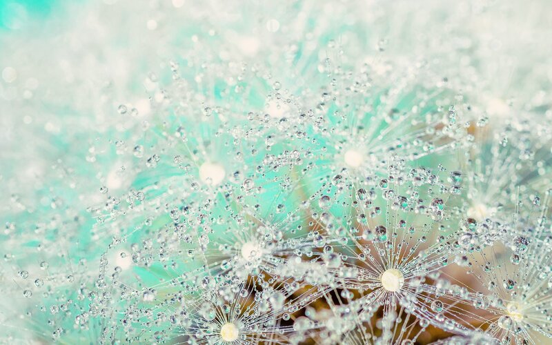 Dandelion Seeds with Dew — Teal, Serene, Morning