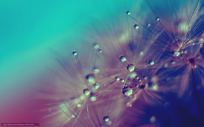 Dandelion Seeds with Dew — Teal, Serene