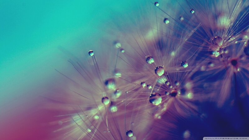 Dandelion Seeds with Dew — Teal