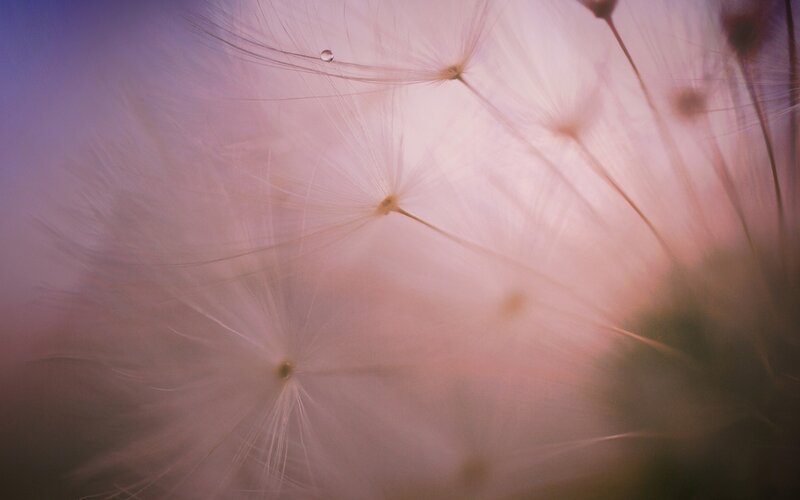 dandelion seeds with dew