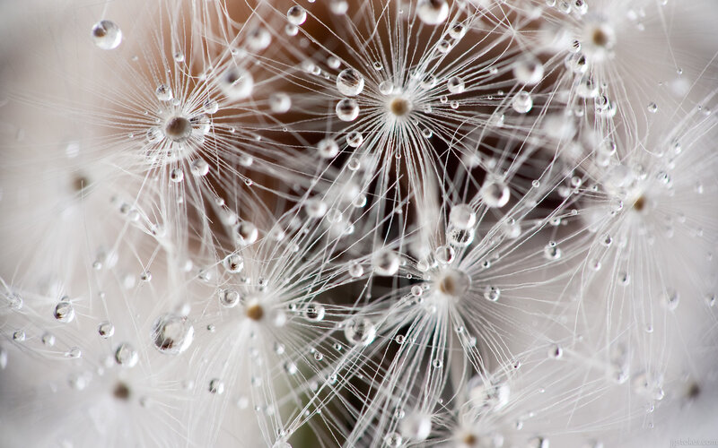 Dandelion Seeds with Dew — White, Calm, Photograph, Dew Drops, Macro