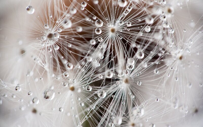 Dandelion Seeds with Dew — White, Calm, Photograph