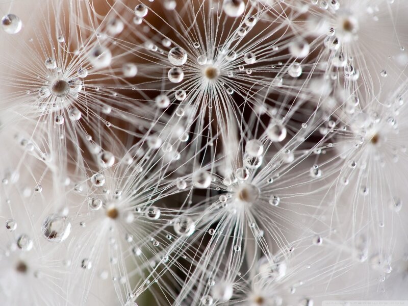 Dandelion Seeds with Dew — White, Calm
