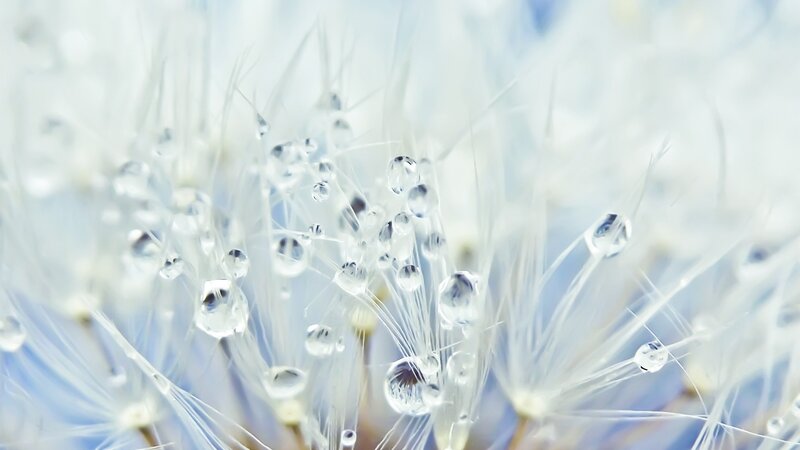Dandelion Seeds with Dew — White, Serene, Morning, Photograph, Dew Drops