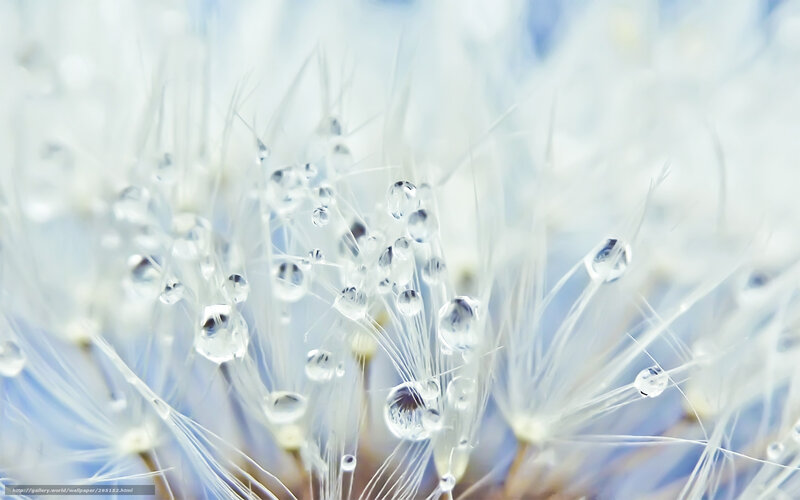 Dandelion Seeds with Dew — White, Serene, Morning, Photograph, Dew Drops, White Filaments