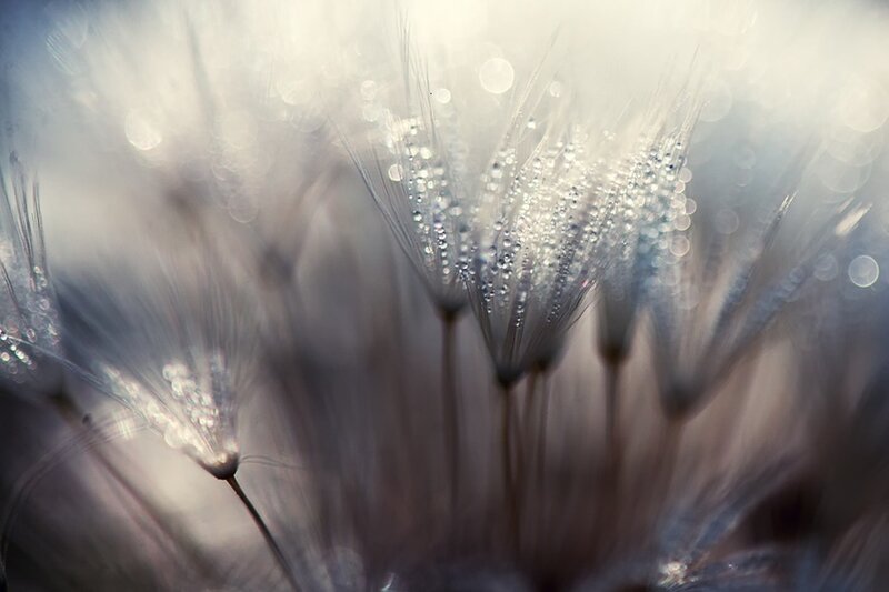Dandelion Seeds with Dew — White