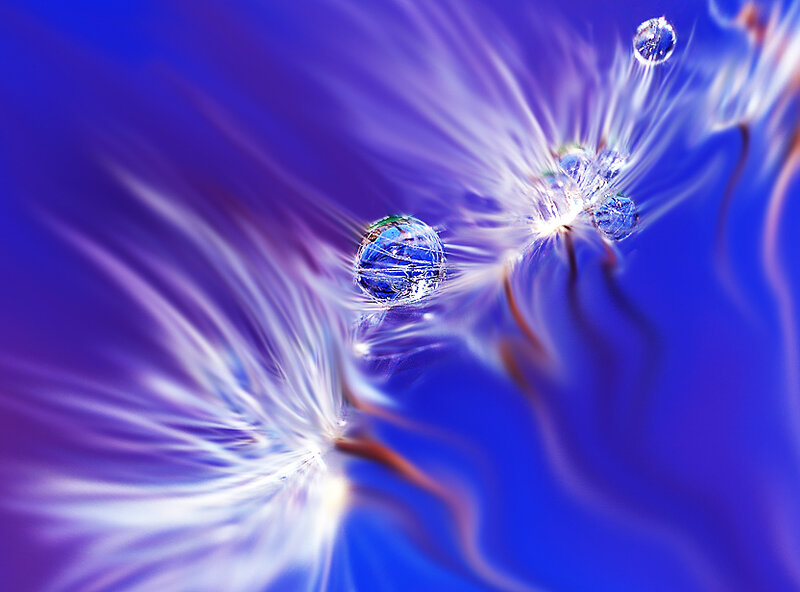 Dandelion Seeds with Water Droplets — Blue
