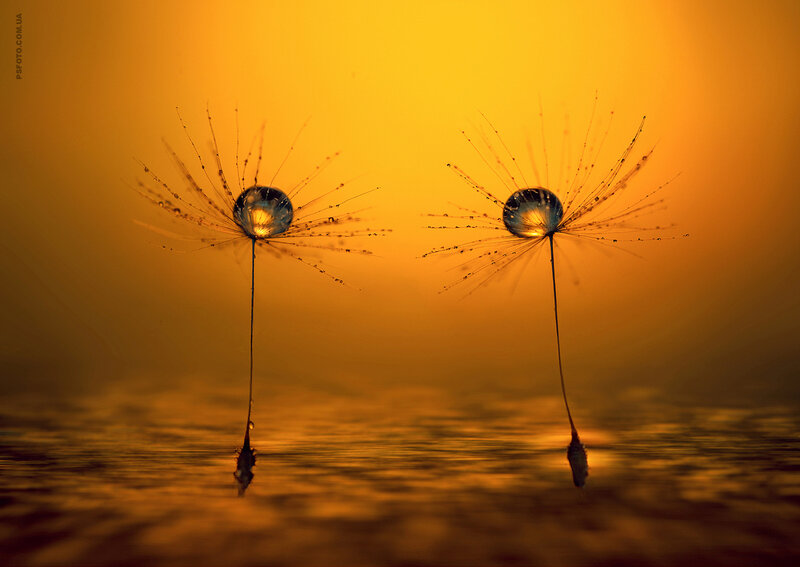 Dandelion Seeds with Water Droplets — Orange