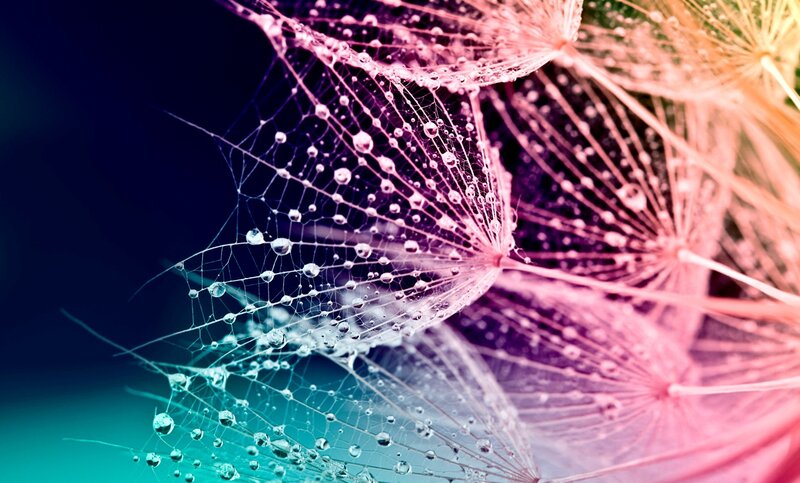 Dandelion Seeds with Water Droplets — Pink, Serene