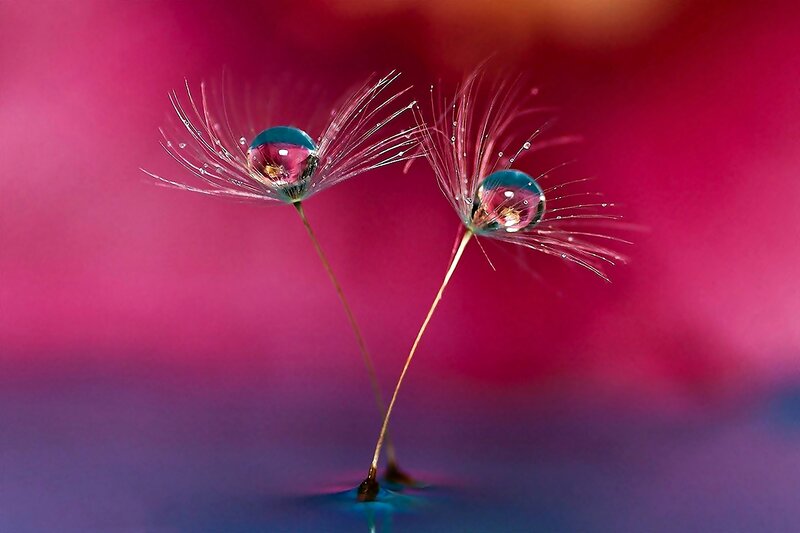 Dandelion Seeds with Water Droplets — Pink
