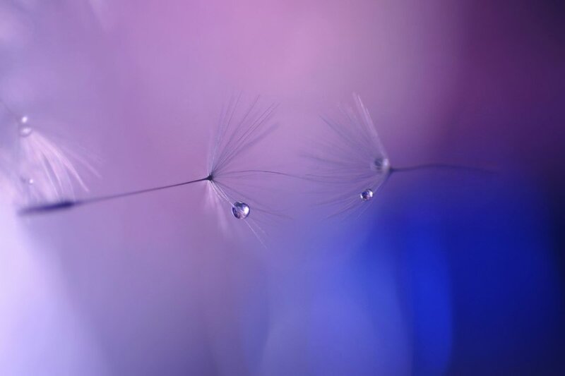 Dandelion Seeds with Water Droplets — Purple