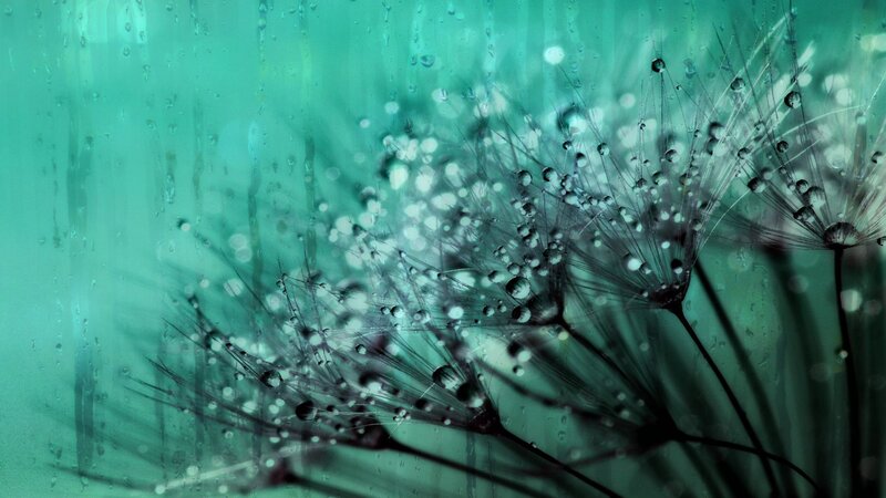 Dandelion Seeds with Water Droplets — Teal