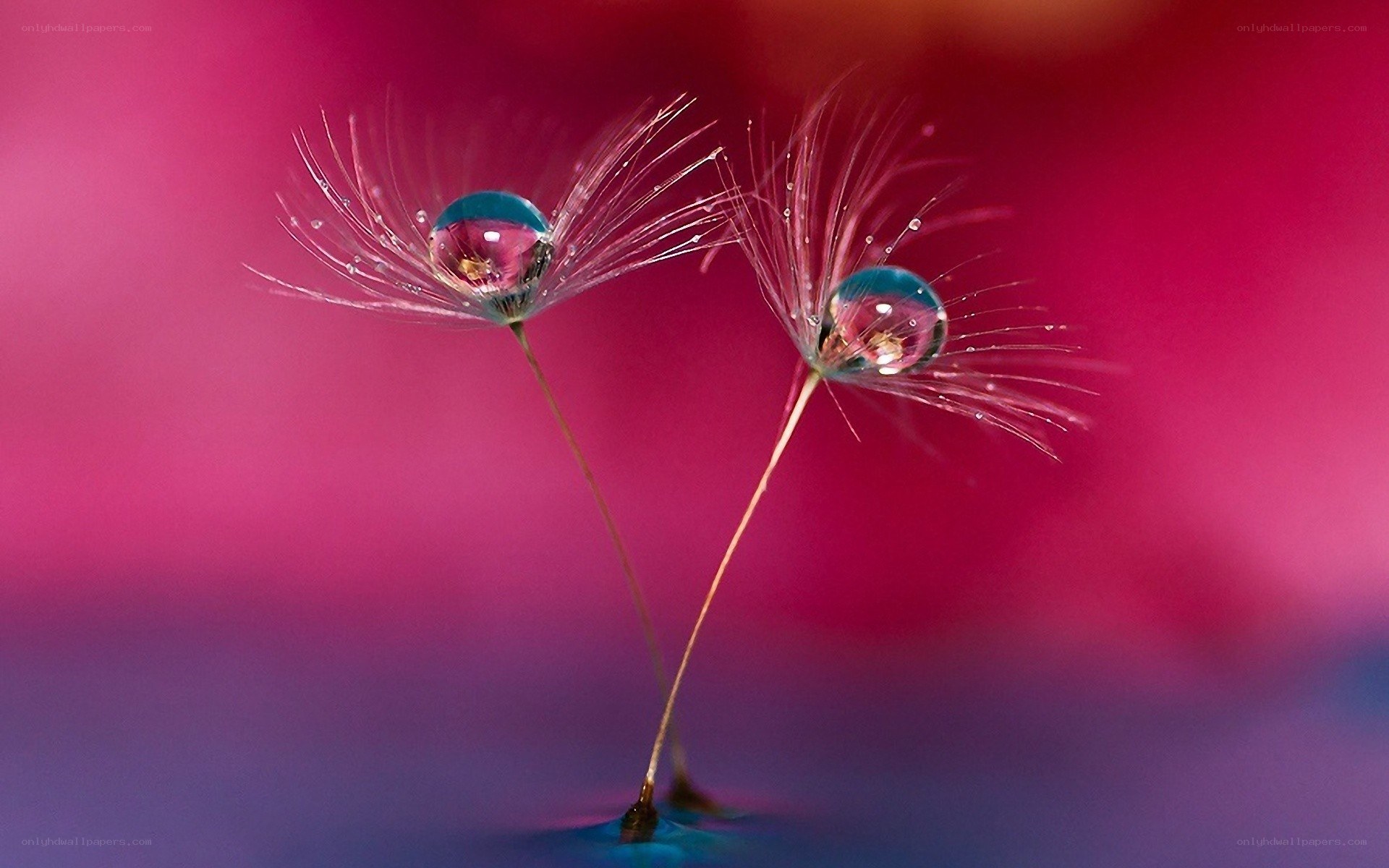 Dandelion seeds with water droplets
