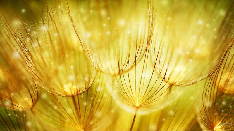 Dandelion Seeds — Yellow, Serene