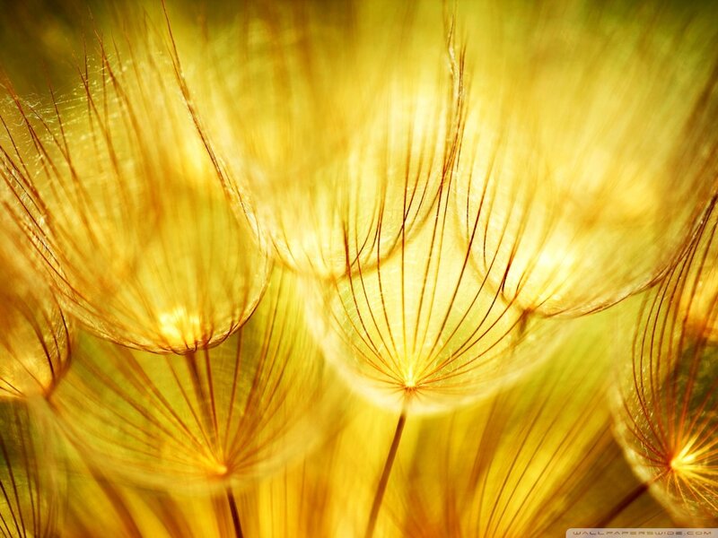 Dandelion Seeds — Yellow