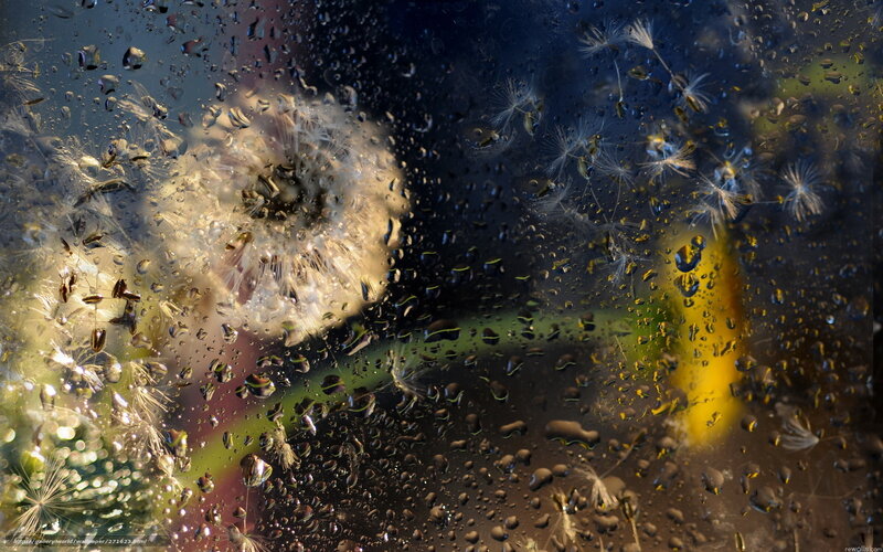 Dandelion through raindrops