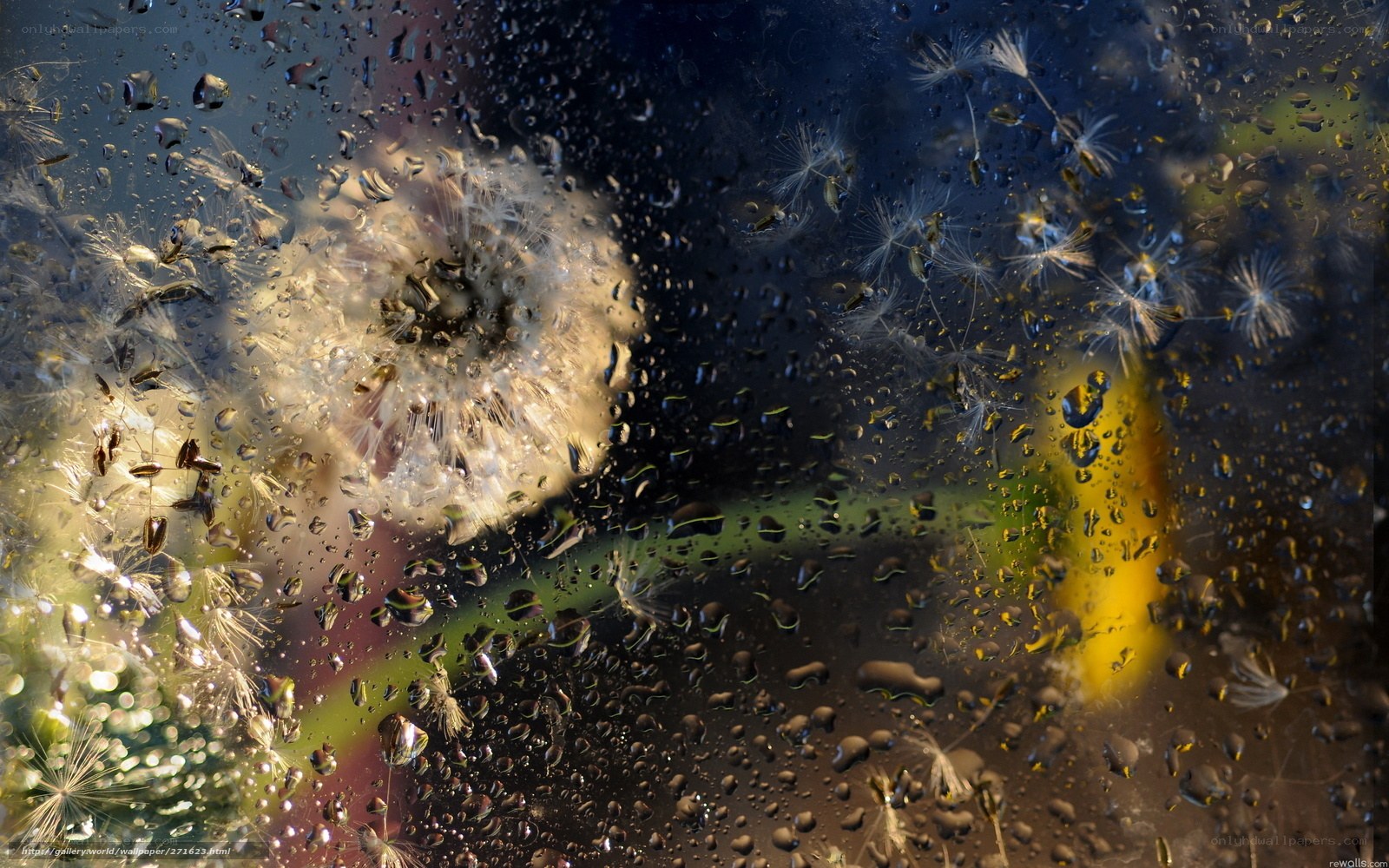 Dandelion through raindrops