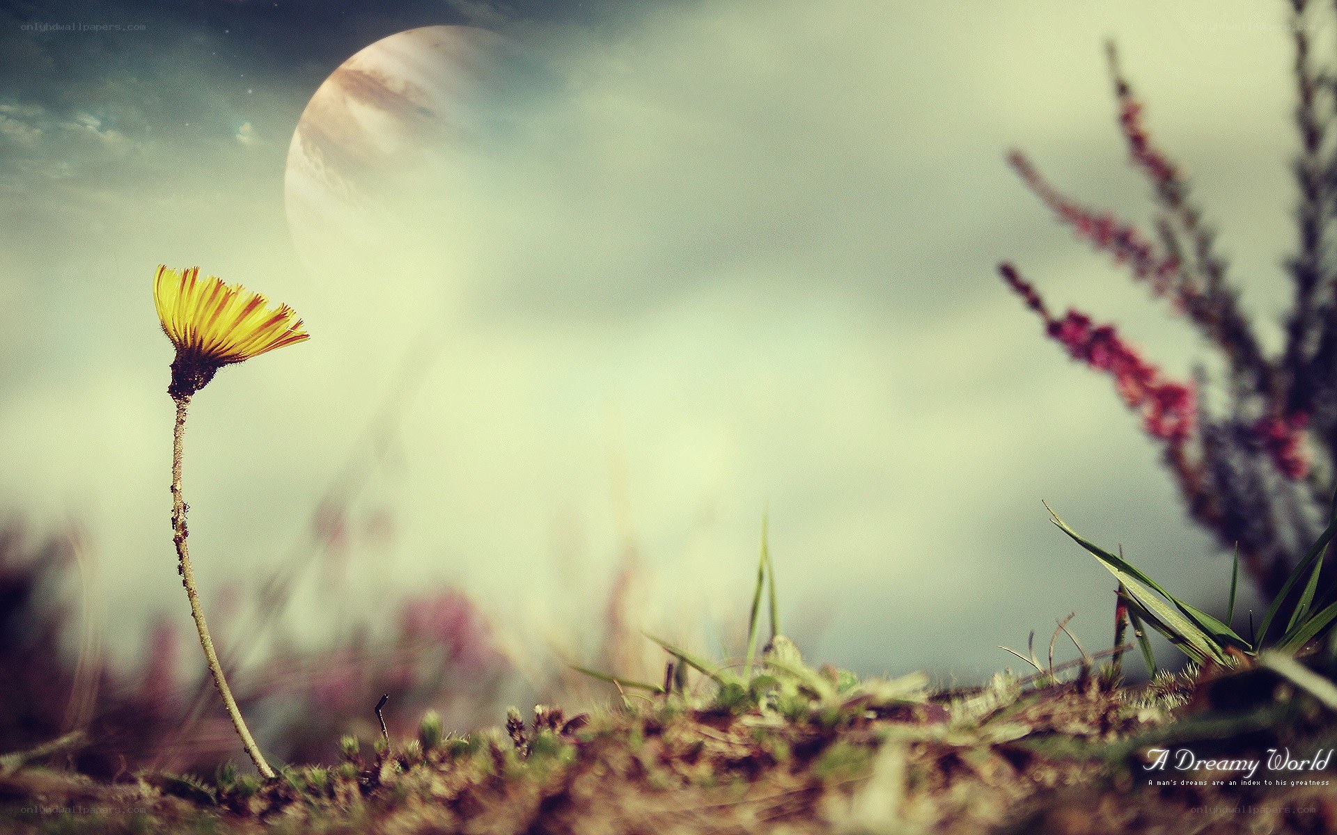 Dandelion under a giant moon