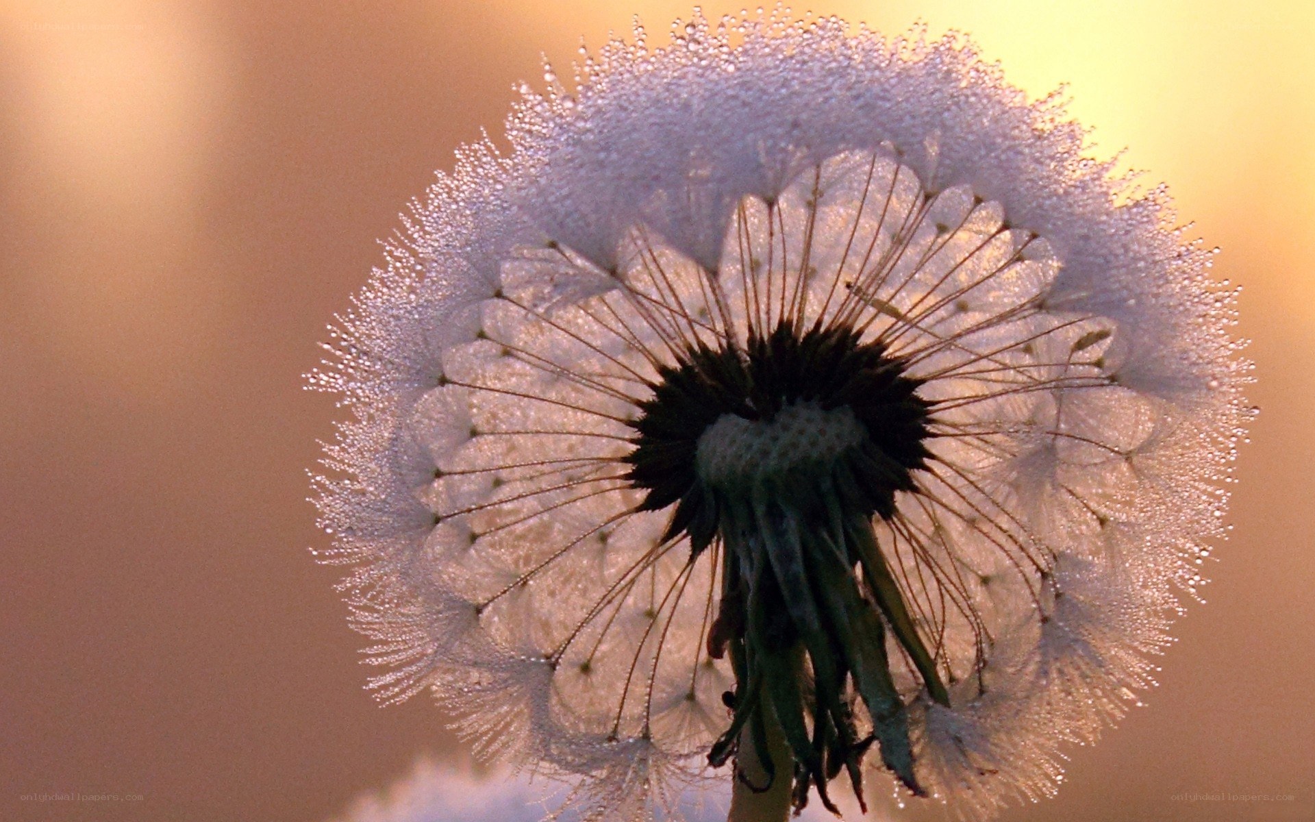 Dandelion with dew at sunrise