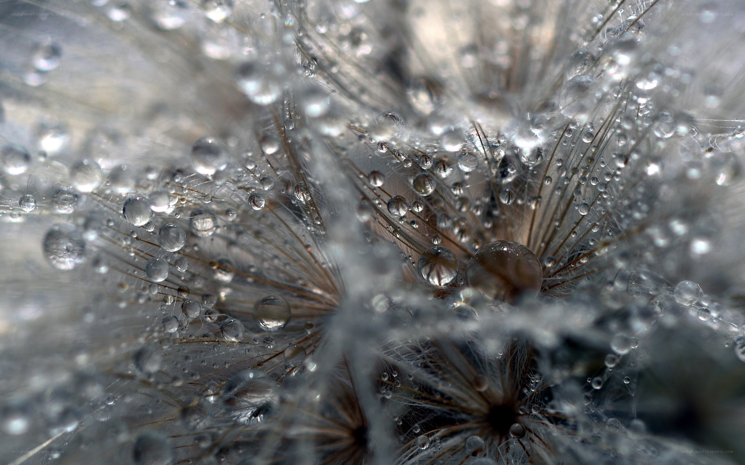 Dandelion with dew drops