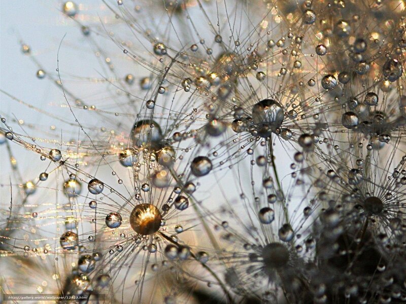 Dandelion with dew drops