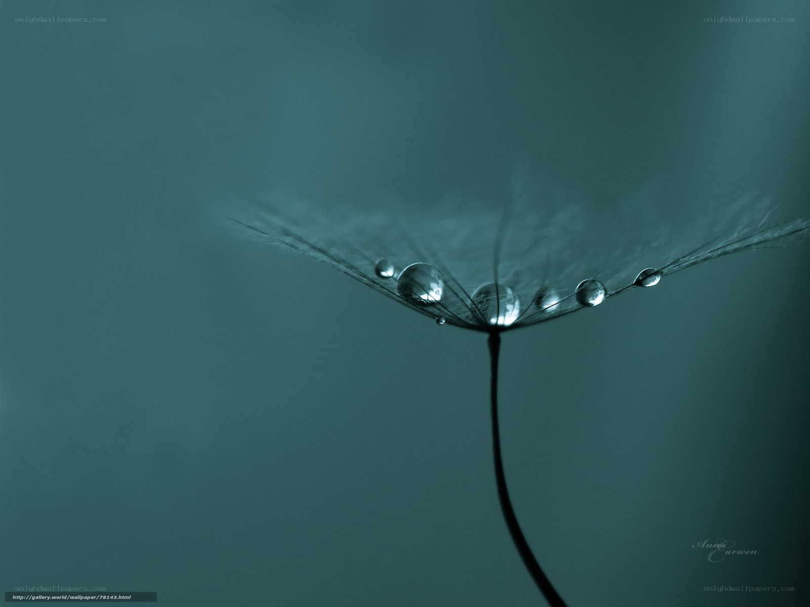 Dandelion with dew drops