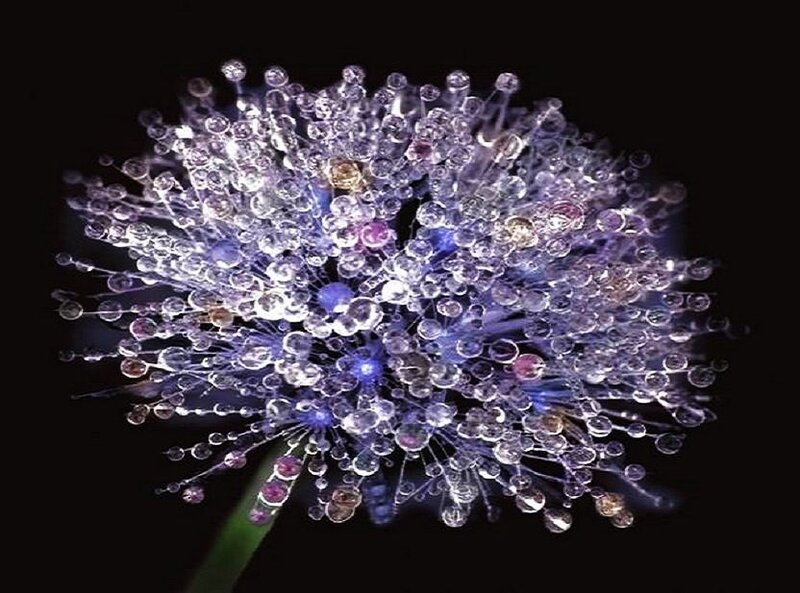 dandelion with dew drops