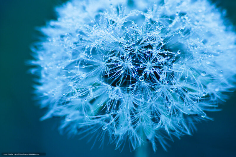 Dandelion with dew drops