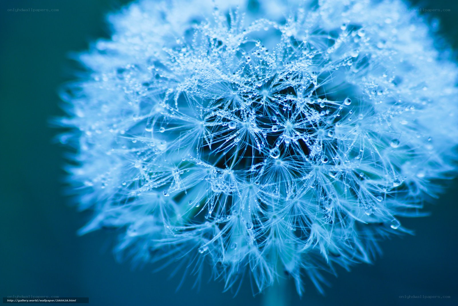 Dandelion with dew drops