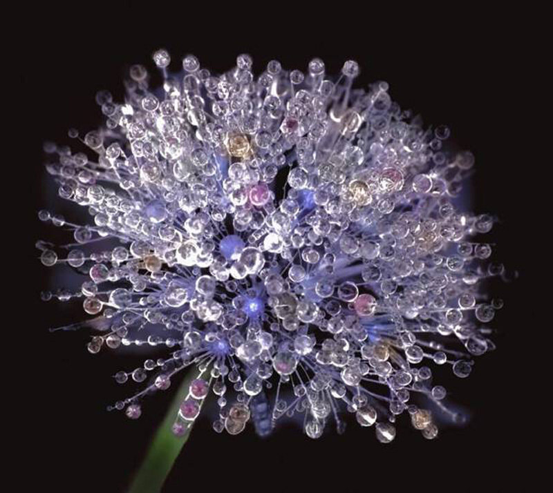Dandelion with Dew Drops — Purple
