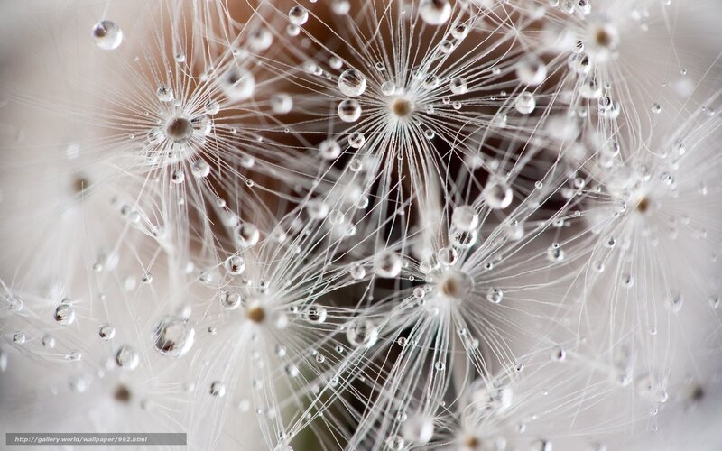 Dandelion with dew drops