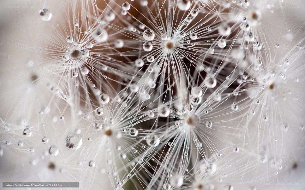 Dandelion with dew drops